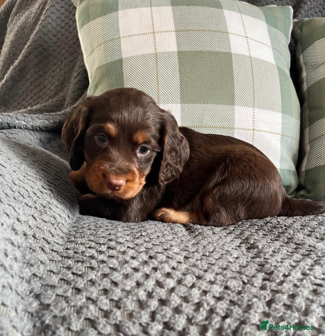 Cocker Spaniel dogs for sale: Extensively Health tested cocker spaniels Puppies  - Advert 7