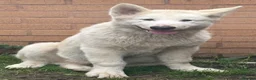 Alaskan Malamute dogs for sale: 2 females and 2 males left - Advert 15