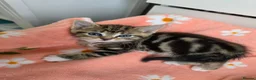 Mixed Breed cats for sale: 🔹️🔹️Lovely Kittens🔹️🔹️Ragdoll x domestic cat.  - Advert 2