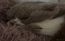 British Shorthair cats for sale: 5 stunning BSH kittens available  - Image 5
