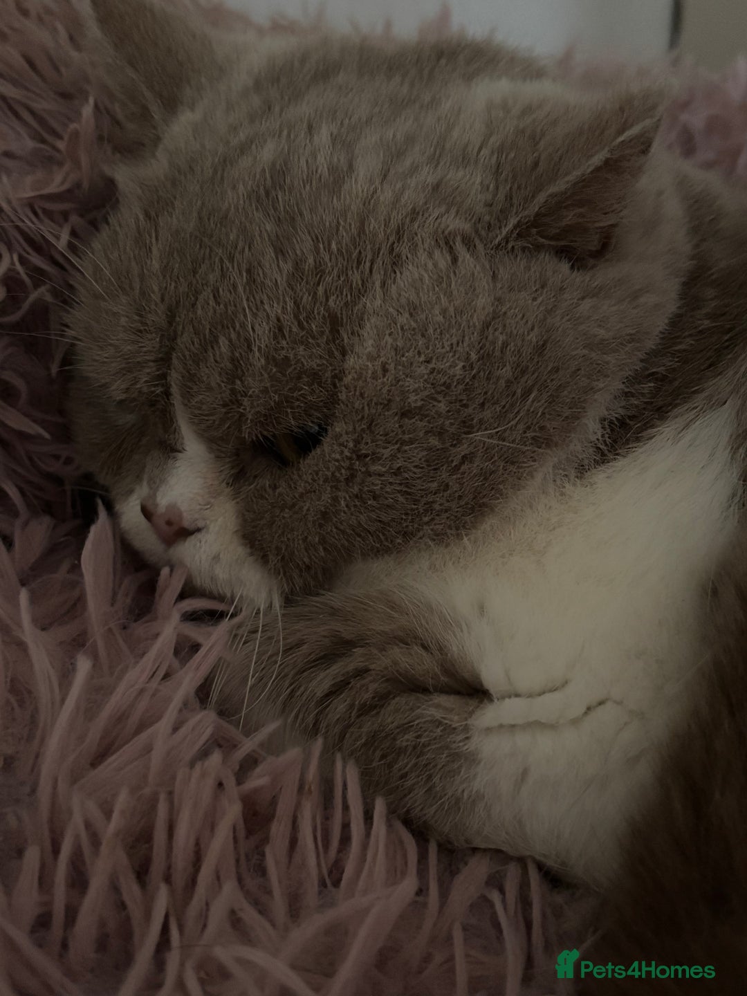 British Shorthair cats for sale: 5 stunning BSH kittens available  - Image 5