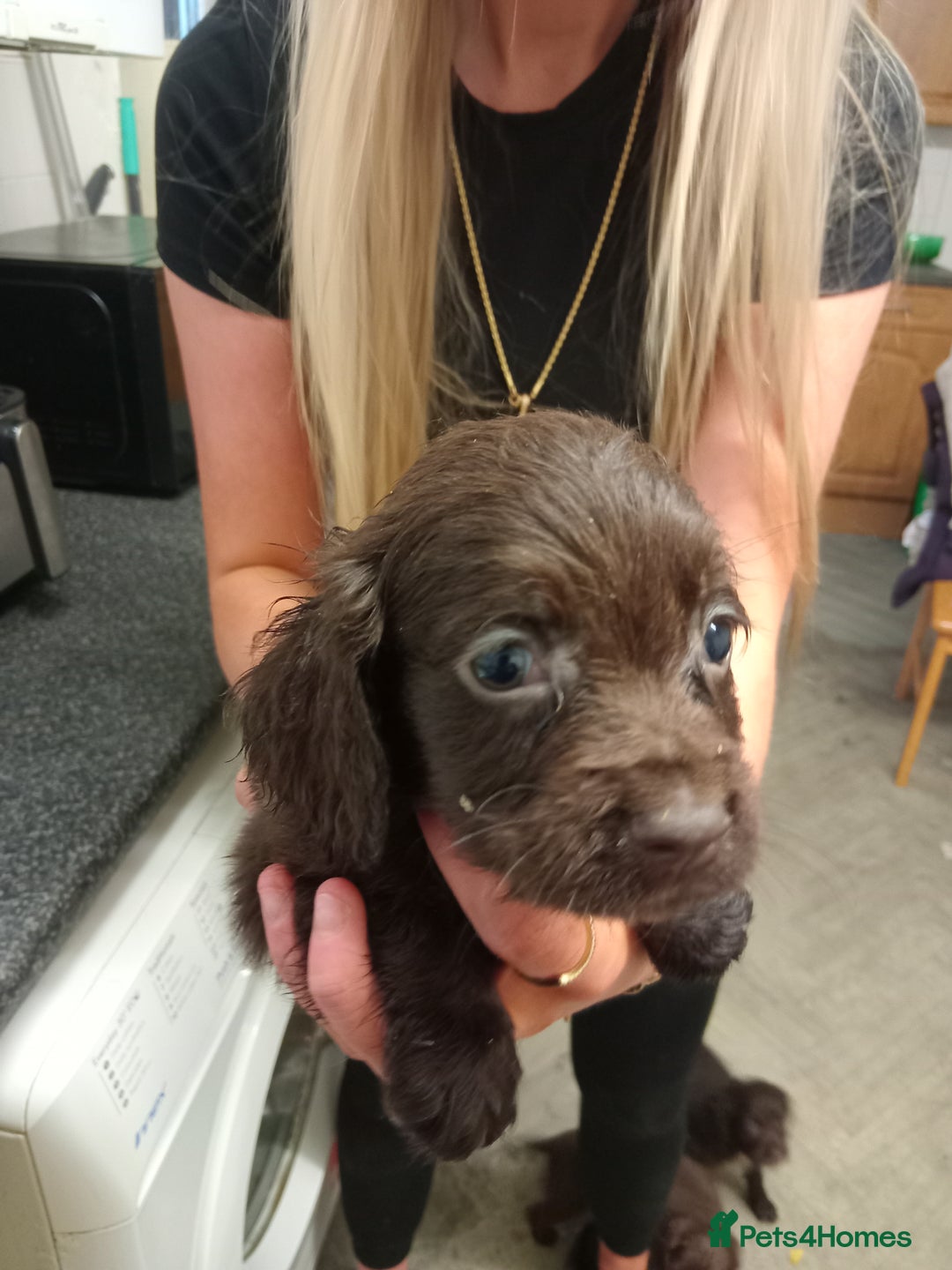 Cocker Spaniel dogs for sale: Cocker spaniel puppies  - Advert 4