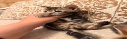 Bengal cats for sale: Bengal X Kittens  - Advert 2