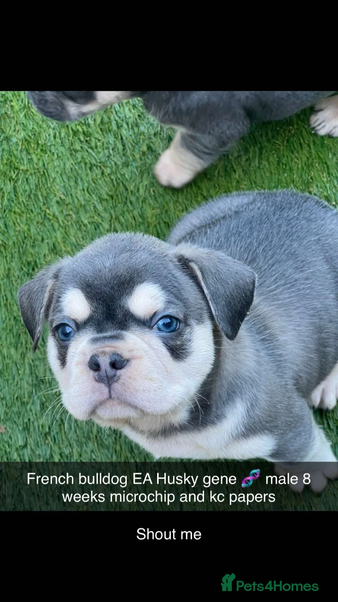 French Bulldog dogs for sale: Stunning French Bulldog EA.Husky 🧬 in Ilford - Advert 1