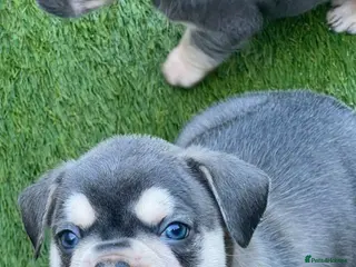 French Bulldog dogs Stunning French Bulldog EA.Husky 🧬 in Ilford - Advert 1
