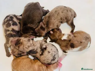 Cockapoo dogs DNA TESTED, Outstanding Cockapoos Ready 5th JULY - Advert 1