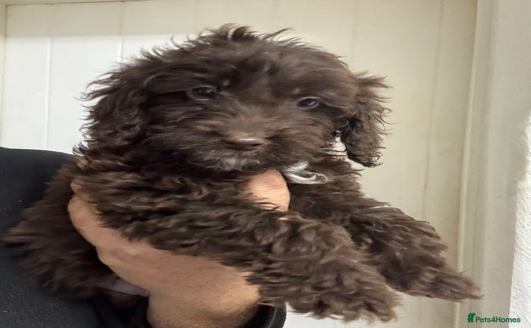 Cockapoo dogs - Advert 4