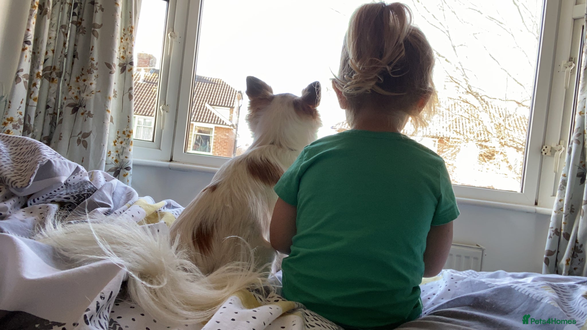 Chihuahua dogs for sale: Old boy REHOME required in Ilminster - Advert 9