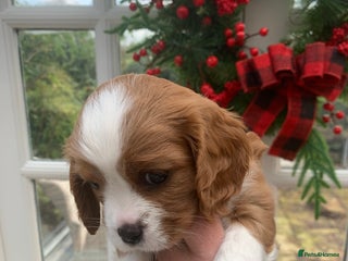 Cavalier King Charles Spaniel dogs Gorgeous KC reg Cavalier Puppies - Advert 3
