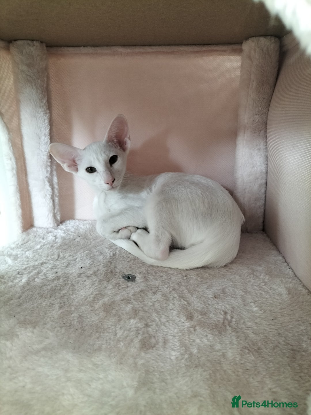 Oriental cats for sale: White oriental girl kitten  - Image 1
