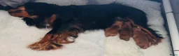 Cavalier King Charles Spaniel dogs for sale:  KC registered Ruby puppies - Advert 9