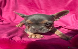 French Bulldog dogs for sale: 🔥READY TODAY Quality KC French Bulldog Puppies✨🔥 - Image 26