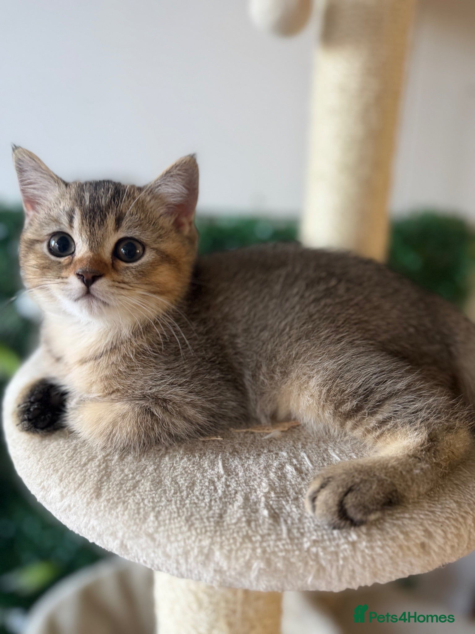 Scottish Fold cats Last 2 x Pure Scottish Straight Kittens - Advert 12