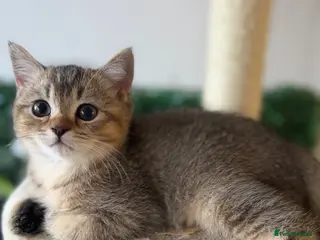 Scottish Fold cats Last 2 x Pure Scottish Straight Kittens - Advert 12