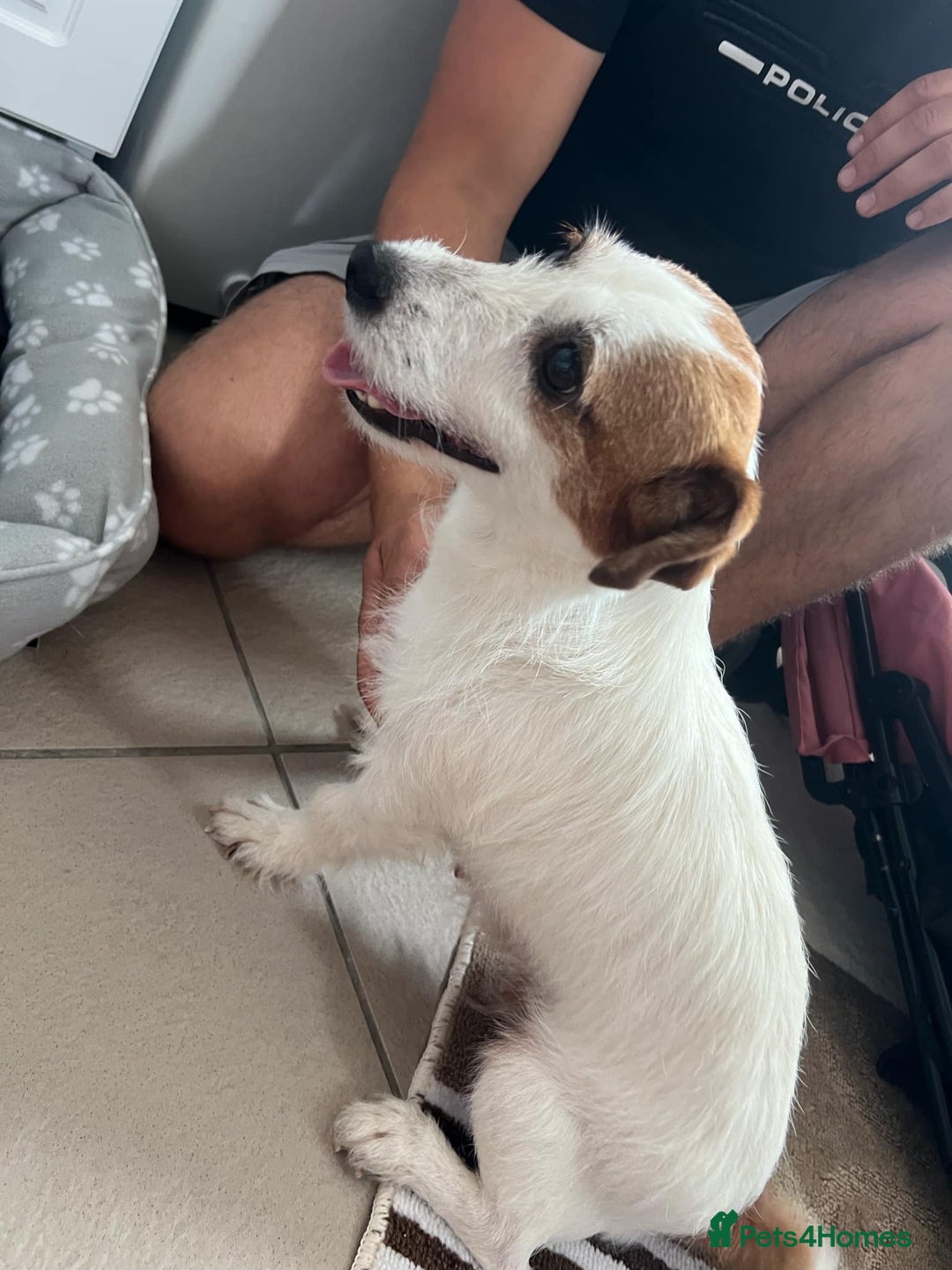Jack Russell dogs for sale: 2 males puppies for sale - Image 10