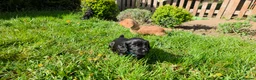 Cocker Spaniel dogs for sale: Meet lady's beautiful cocker spaniel puppies in Nottingham - Advert 8