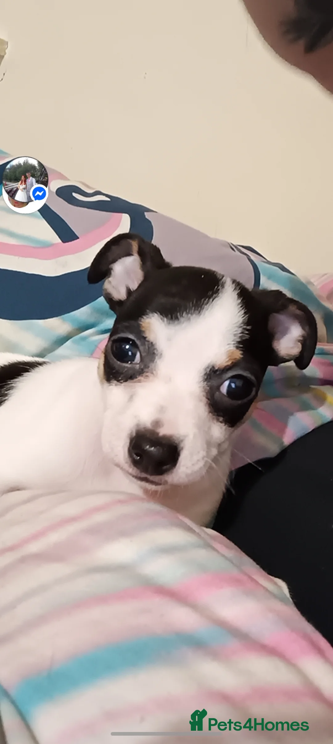 Jack Chi dogs for sale: Female Jack chi puppy  - Advert 2