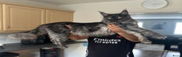 Maine Coon cats for sale: Looking for a new home - Advert 1