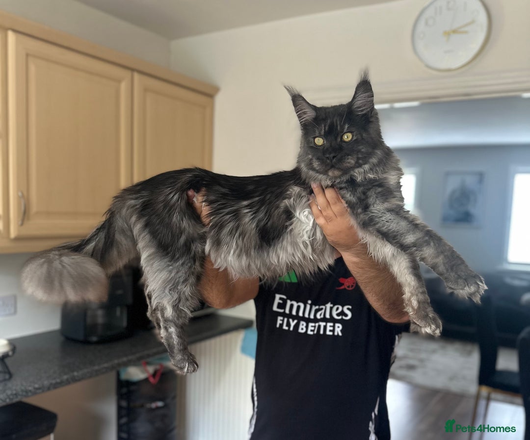 Maine Coon cats for sale: Looking for a new home - Advert 1