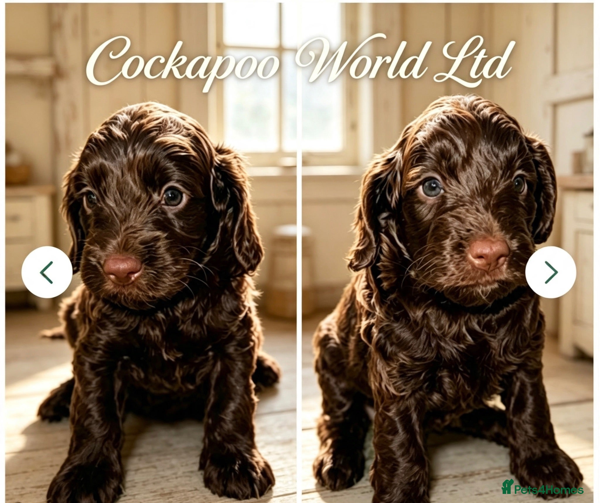 Cockapoo dogs DNA CLEAR, F1 Cockapoo, Ready 5th September  - Advert 3