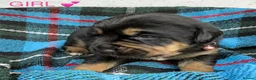 Mixed Breed dogs for sale: Boxweilers (Rottweiler x Boxer) - Advert 8
