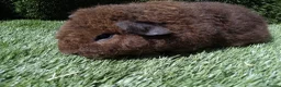 Guinea Pig rodents for sale: Rex guinea pigs  - Advert 12