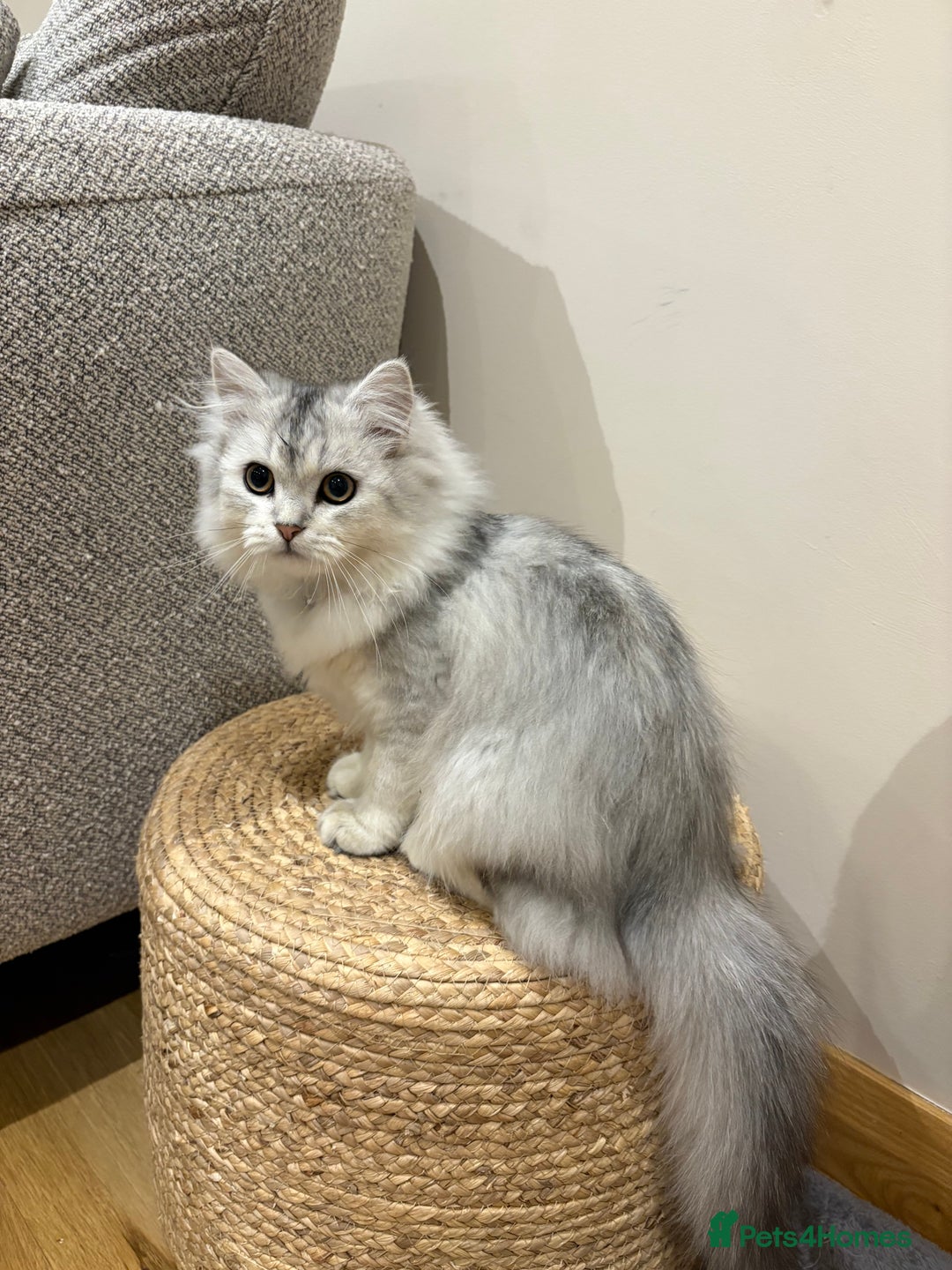Persian cats for sale: Beautiful Persian boy  - Advert 3