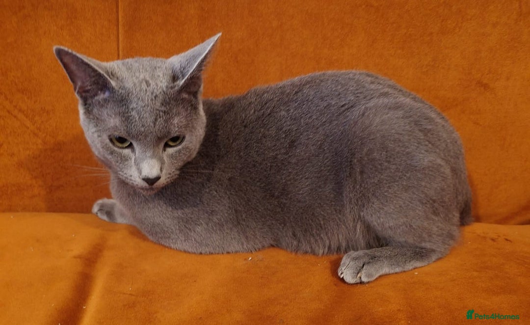 Russian Blue cats for sale: Russian Blue boy for rehoming  - Advert 5