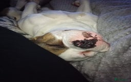 Mixed Breed dogs for sale: French bulldog cross pocket bully - Image 2