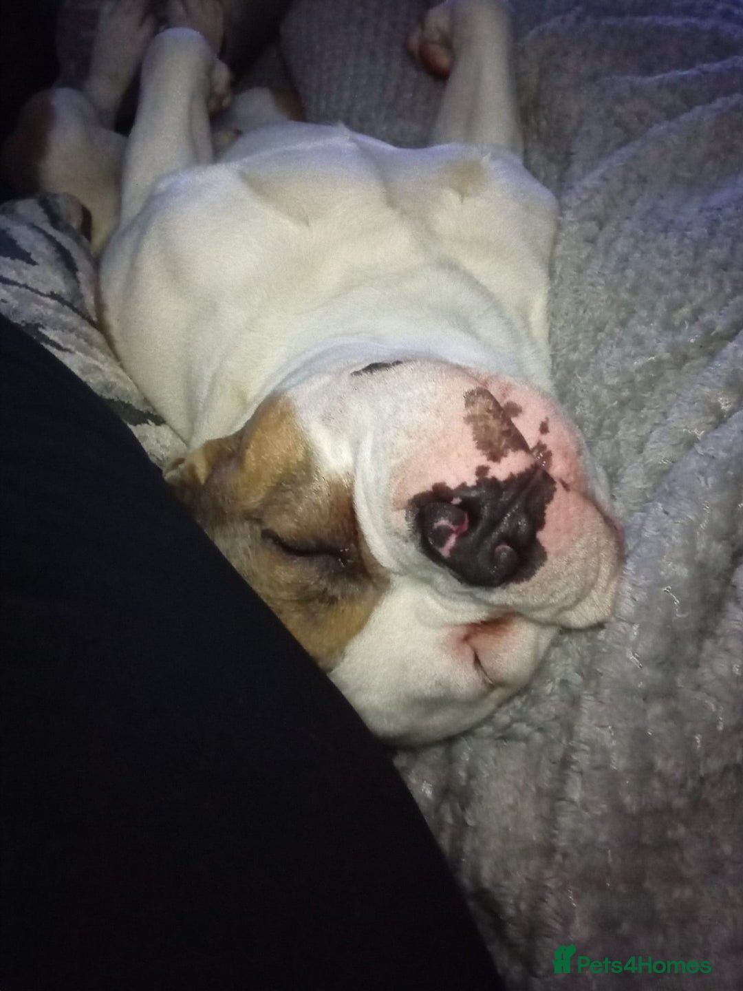 Mixed Breed dogs for sale: French bulldog cross pocket bully - Image 2