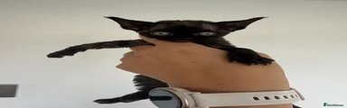 Cola