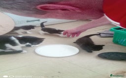 British Shorthair cats for sale: Adorable Black and white kittens - Image 1