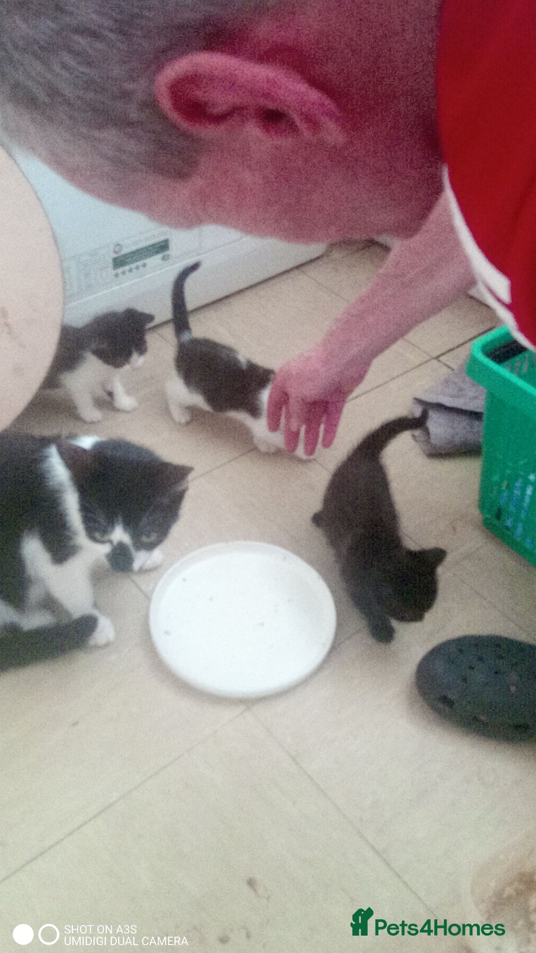 British Shorthair cats for sale: Adorable Black and white kittens - Image 1
