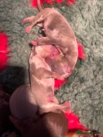 Miniature Dachshund dogs - Advert 3