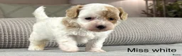Maltipoo dogs for sale: BEAUTIFUL MALTIPOOS FROM DNA TESTED CLEAR PARENTS  - Advert 10