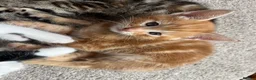 Mixed Breed cats for sale: Gorgeous mixed babies - Advert 9