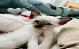 Ragdoll cats for sale: Ragdoll x Oriental kittens  - Image 7