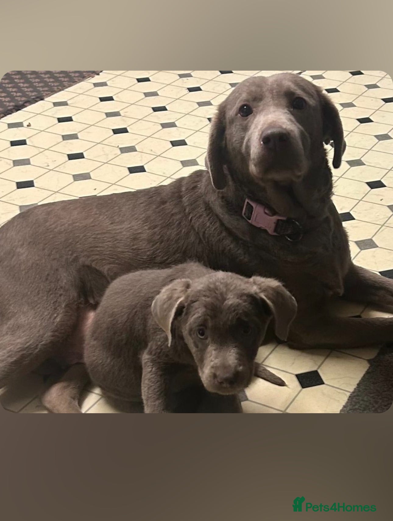 Labrador Retriever dogs 🐾 Stunning Chunky Silver Labrador Puppies 🐾 - Advert 17