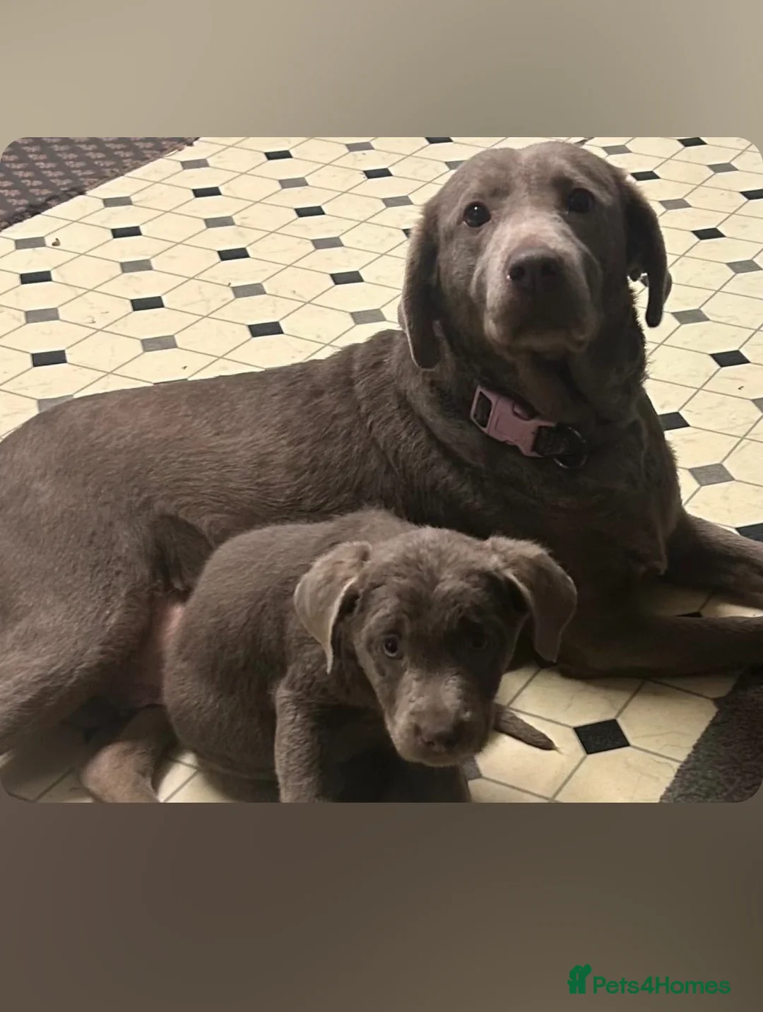 Labrador Retriever dogs for sale: 🐾 Stunning Chunky Silver Labrador Puppies 🐾 - Advert 5