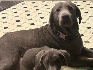 Labrador Retriever dogs 🐾 Stunning Chunky Silver Labrador Puppies 🐾 - Advert 17