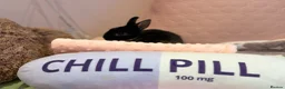Netherland Dwarf rabbits for sale: Young Netherland dwarf Urgent need of rehoming  - Advert 14