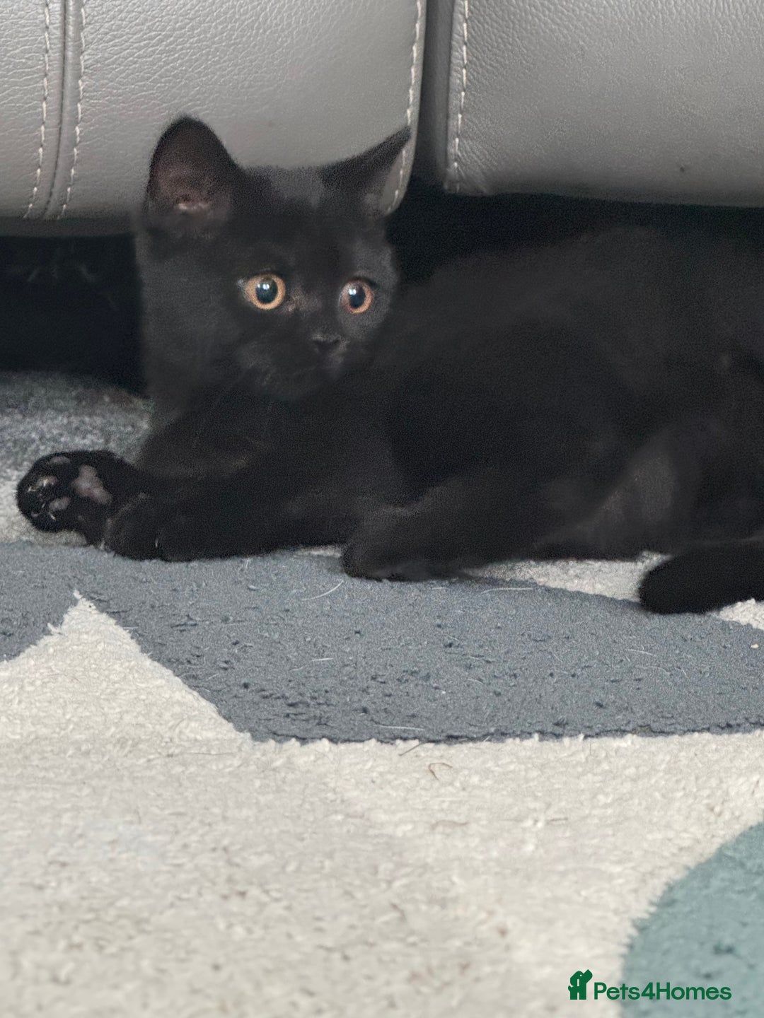British Shorthair cats for sale: Fully vaccinated pure British shorthair kittens - Image 6