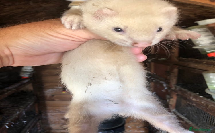 Ferret rodents - Advert 2
