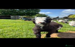 Goats livestock for sale: 2 Pygmy Wethers - Image 5
