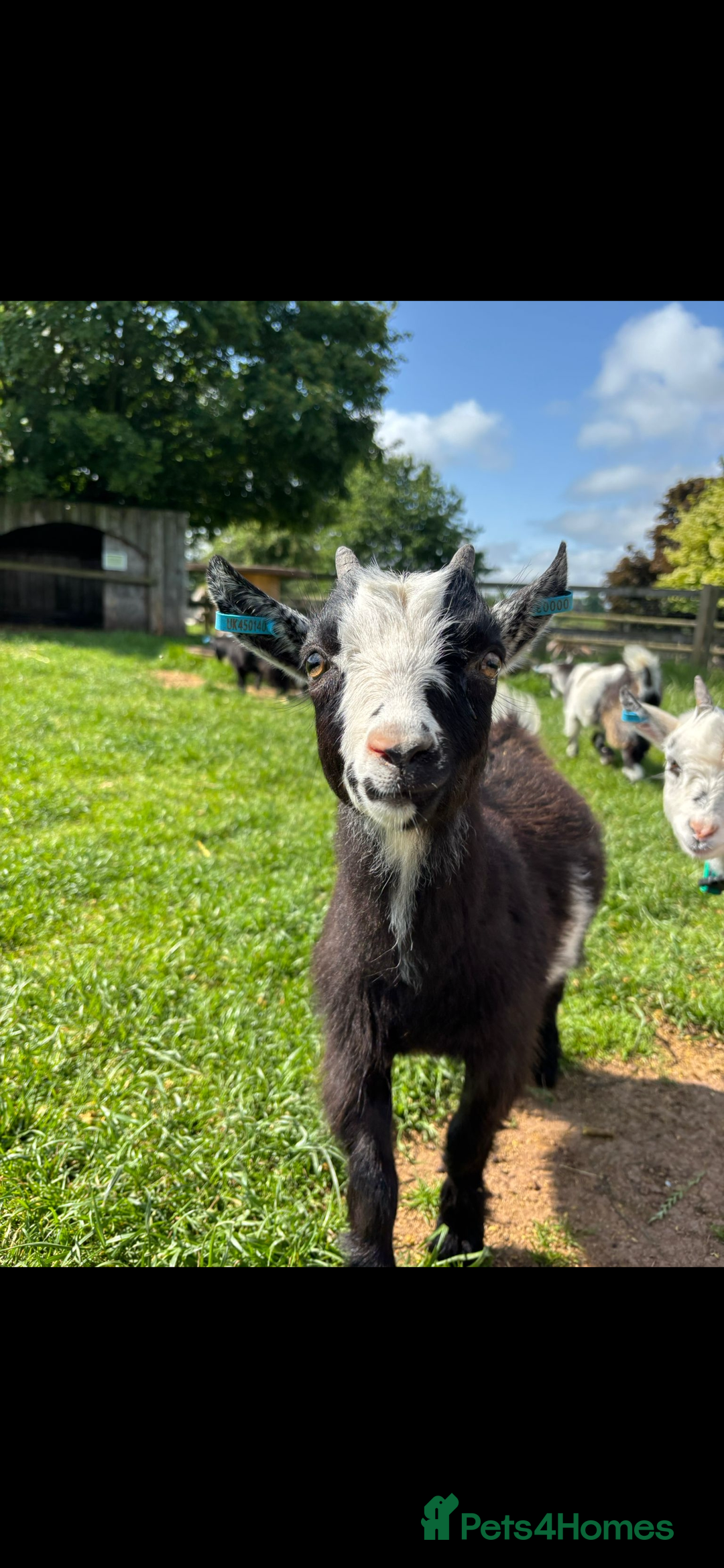 Goats livestock for sale: 2 Pygmy Wethers - Image 5