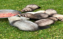 Ferret rodents for sale: Mixed Young Ferrets 10-12 weeks old  - Image 1