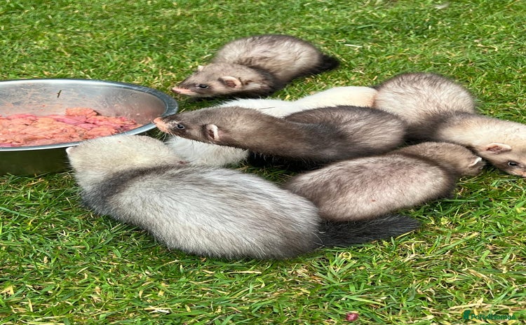 Ferret rodents - Advert 1