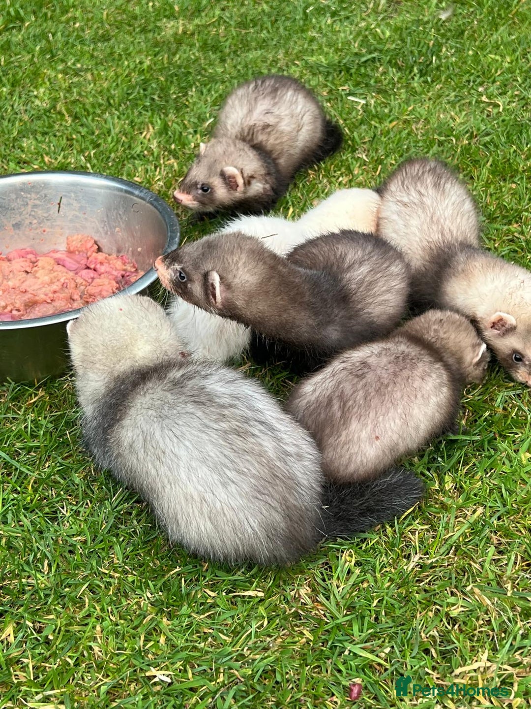 Ferret rodents for sale: Mixed Young Ferrets 10-12 weeks old  - Image 1