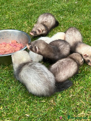 Ferret rodents - Advert 12