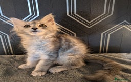 Maine Coon cats for sale: Pedigree Maine coons ready 17/11/25 - Advert 7